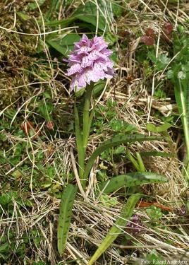 ) Majviva (Primula