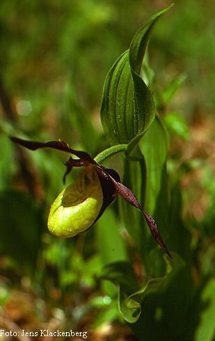 ) Tvåblad (Listera
