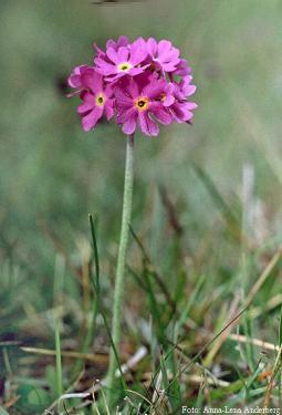 ) Kärrnycklar (Orchis