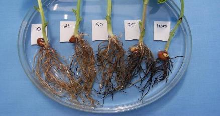 Phytophthora i både ärter och åkerbönor Mycket viktigt med en ordnad växtföljd för att undvika