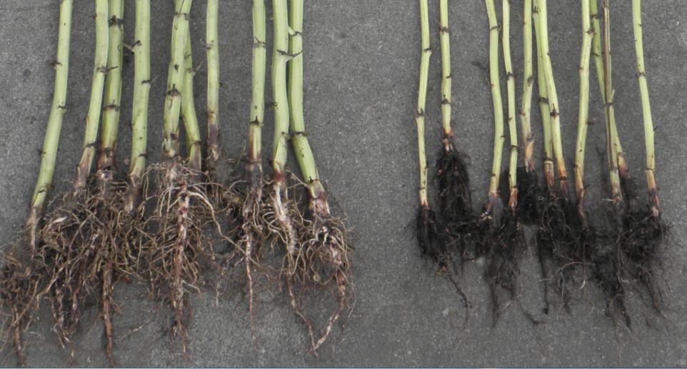 Phytophthora rotröta i åkerbönor Friska rötter