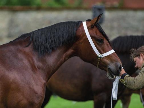 4.10 Rasspecifika regler vid visning av welsh cob sec D och welsh av cobtyp sec C Welsh Cob Sec D och Welsh av Cobtyp Sec C