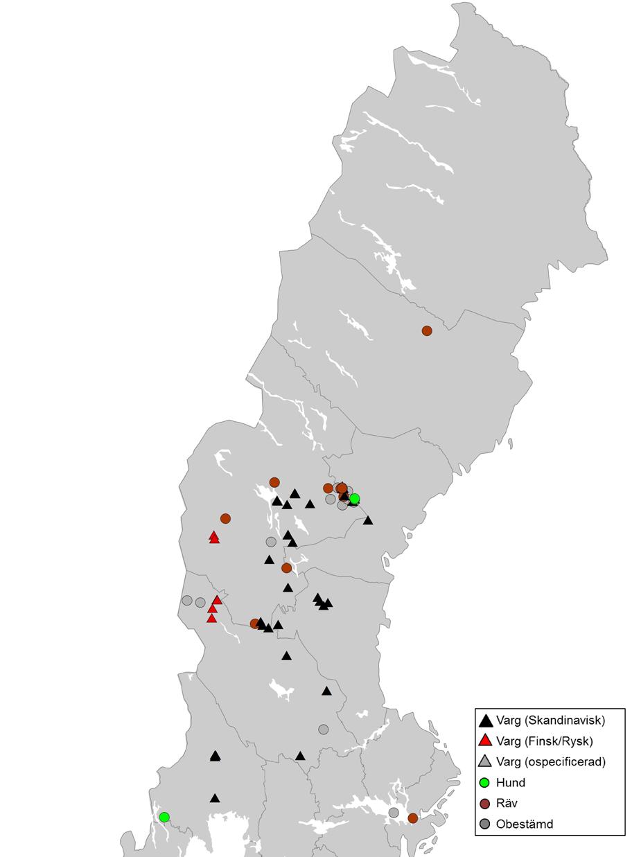 Bland 582 normalprioriterade prov som utgjordes av spillning, urin, blodspår, hår eller spya kunde art- och populationstillhörighet bestämmas i 500 fall (86 %).