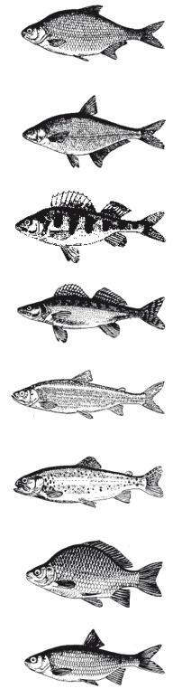 KÄNN IGEN FISKEN ÜBERBLICK ÜBER DIE FISCHE IN UNSEREN ANGLEGEWÄSSERN - GET TO KNOW THE FISH