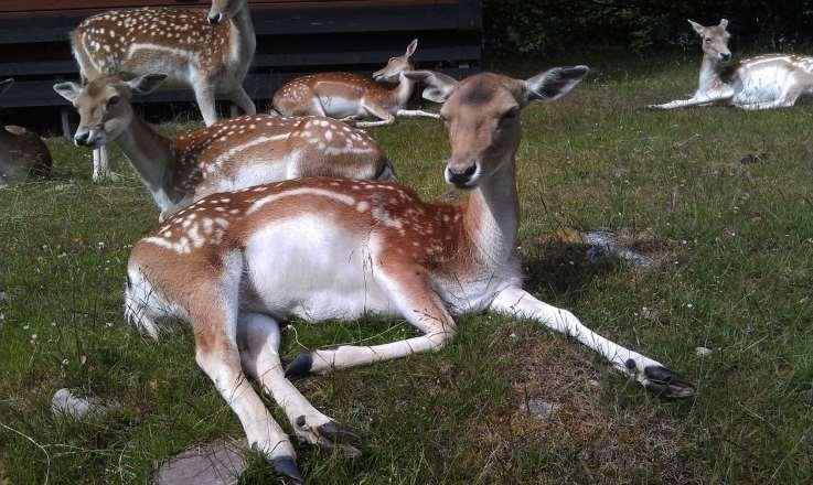 Men varken djur eller människor