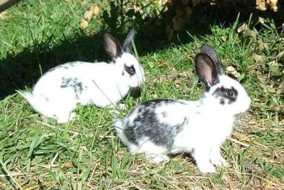 Two shades of boldness: Novel object and anti-predator behavior reflect different personality dimensions in rabbits Undersökande Djärvhet
