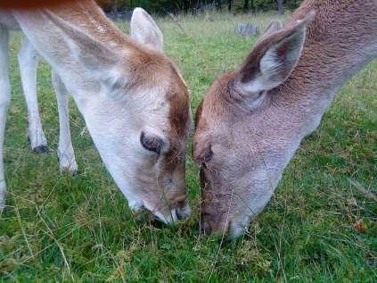 Gradera individer -Adjektiv Fördelar Olika situationer Över längre tid Kan göras på zoo eller av