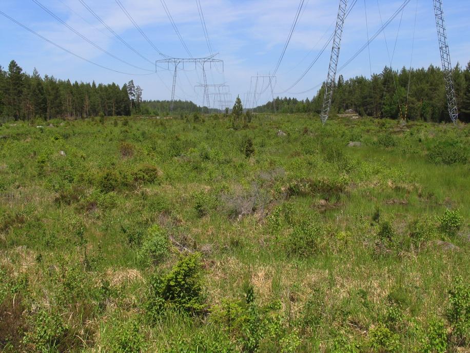 Det finns ett behov av studier som visar under vilka omständigheter linjära landskapselement fungerar som habitat (och potentiellt spridningskälla) och/eller spridningskorridorer för arter med olika