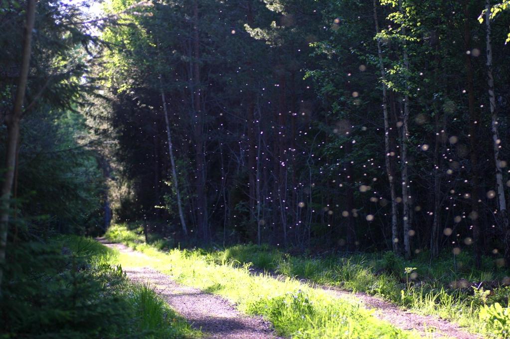 Varje landskap innehöll sju transekter (av 200 m längd) av olika typ: 1) Kraftledningsgata i skogslandskap med uppvuxen skog intill. 2) Kraftledningsgata i skogslandskap med hyggen intill.