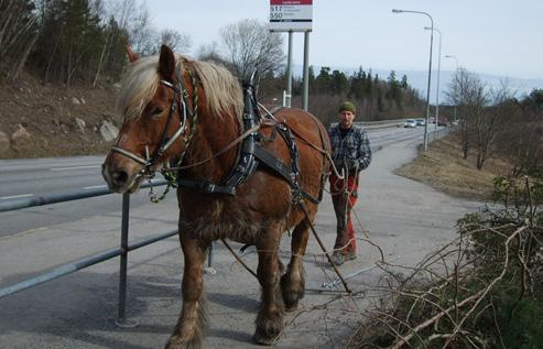 Häst används istället för maskiner i skötseln av Spångas naturområden. fornlämningar är belägna i naturområden och möjligheten att använda maskiner och sedvanlig rationell skötsel är begränsade.