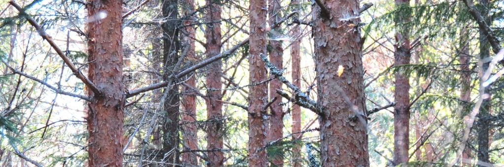 Skogsfastighet i Bergsjö, Nordanstig Skogsfastighet Nordanstig