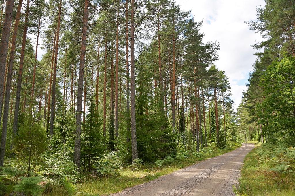 Enligt skogsbruksplanen uppförd 2017 är tillväxten ca 663. Bonitet 6,8 per ha.