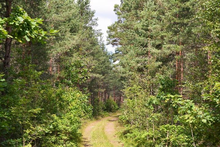 Del av Högsby Kalvenäs 1:7, 1:8 Skogsmark Skogsmarken om 122 ha domineras av tall med inslag av lite löv och gran, belägen på frisk mark. Det totala virkesförrådet har uppskattats till 11 987.