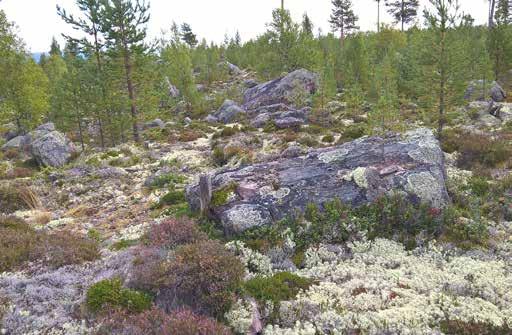 Figur 5. Den steniga och blockrika terrängen vid Skäråsen. Foto: Greger Bennström.