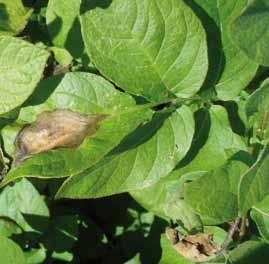 växtskydd År 2007 och 2011 då de första bladmögelangreppen iakttogs tidigt medförde fungicidbehandlingar i genomsnitt skördeökningar på 20 30 ton/ha.