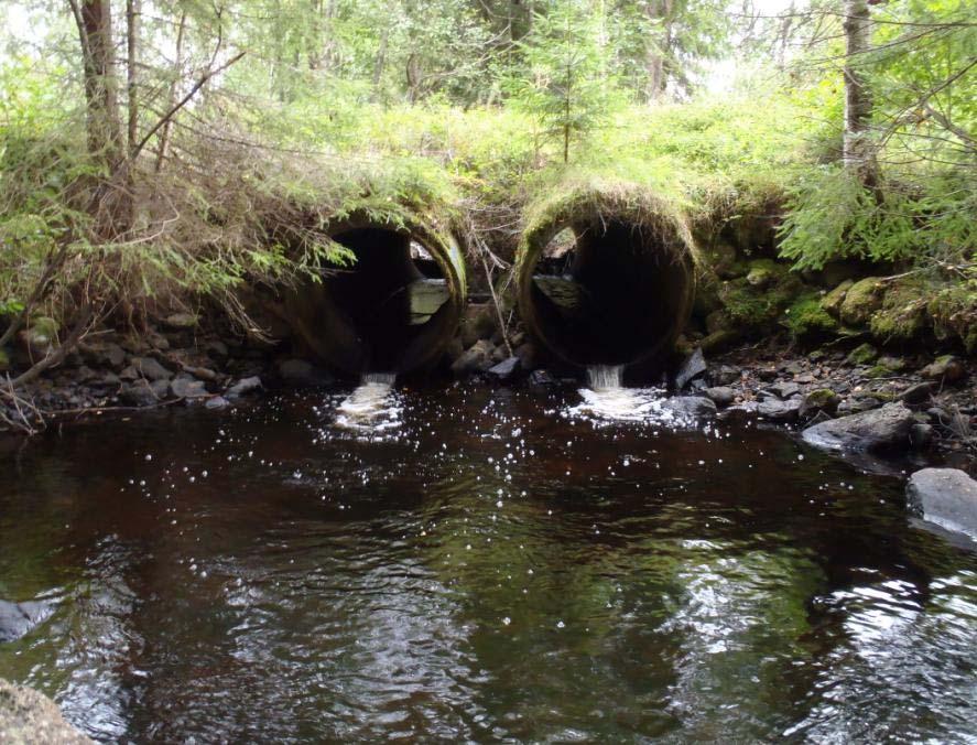Antal gånger Benlöja Braxen 3 Elritsa 4 Flodkräfta 9 Mört 40