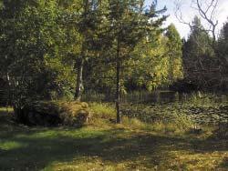 blånande ber,