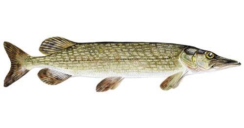 Gädda