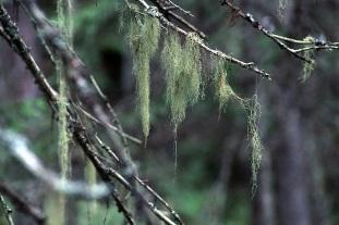 4. Skog Skogen är betydelsefull för miljön, växter och djur, ekonomin och vårt välbefinnande.