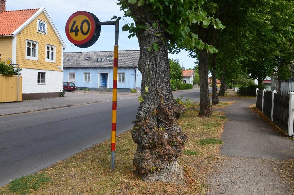 Beskärningssår i olika storlek finns också på flera av stammarna och vissa träd har enstaka mindre döda grenar i kronan.