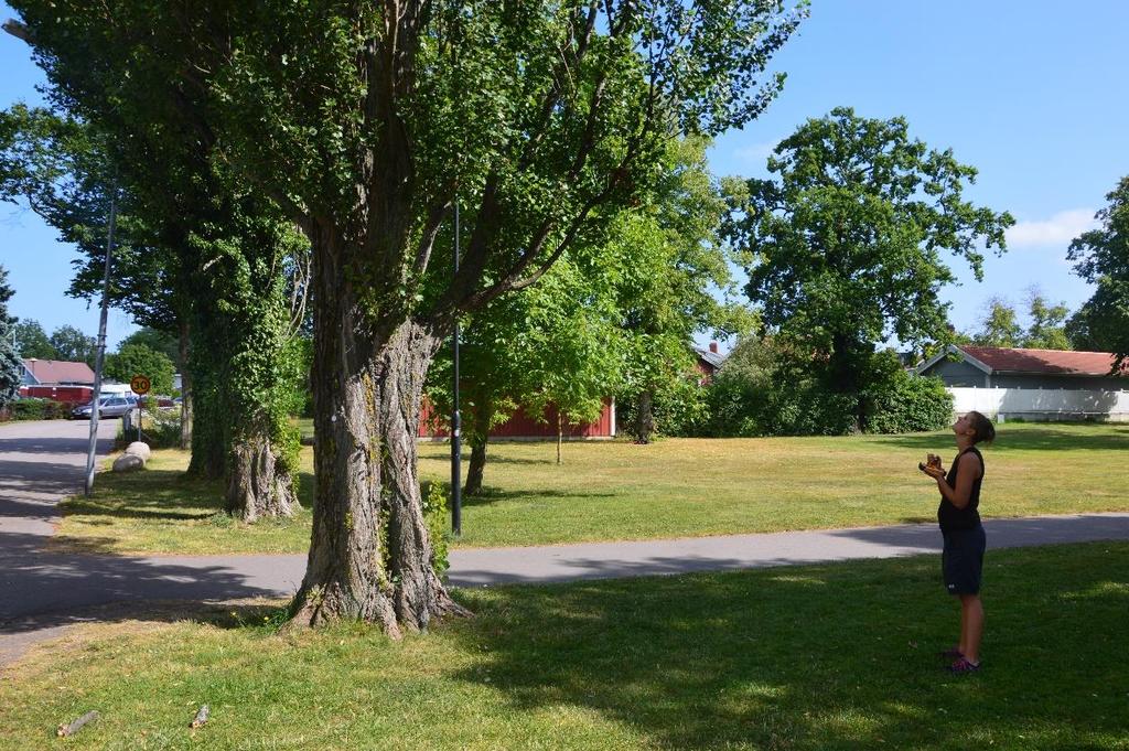 Område 7, parken vid norra delen av Tullgatan har en rad med högvuxna pelarpopplar.