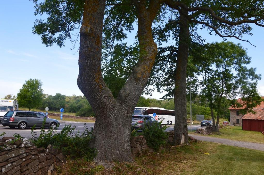 Område 10, som utgörs av en gårdsmiljö vid Vasahuset. Naturvärdet i området bedöms vara högt med bland annat förekomst av gammal ask och alm. Risker med almsjukeangripna träd finns dock.