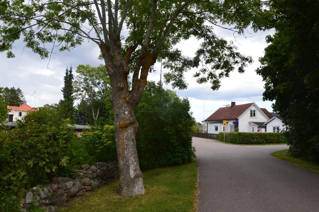 Hamlad ask längs Malmborgsgatan i ytterområde 3. Det är positivt med aktiv hamling av träd eftersom dessa då i regel kan uppnå en högre ålder.