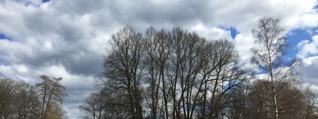 Trädvårdsplan Näsby slott, 2017 10 25 Generellt förhållningssätt engelska parken Parkträden är större lövträd som