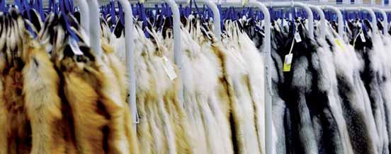 STYRELSENS VERKSAMHETSBERÄTTELSE Skinnmängder och försäljning Under räkenskapsperioden förmedlade Turkistuottajat Oyj 5,5 miljoner minkskinn (4,9 miljoner under föregående räkenskapsperiod), 2,7