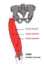 Bicepsmuskeln börjar på skulderbladet och slutar på benet under armbågsleden. För att du skall kunna böja armbågen, måste muskeln ta hjälp av underarmsbenet (Ulna).