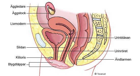 Könsorgan och fortplantning Kvinnans könsorgan Tipsa och dela Skriv ut ta i artikeln Könsceller utvecklas Kvinnans och mannens könsorgan gör det möjligt att kunna fortplanta sig.