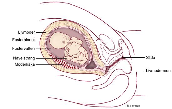 Embryonalperioden Den andra till och med sjätte veckan efter befruktningen kallas embryonalperioden. Cellklumpen växer in i och täcks så småningom av livmoderslemhinnan.