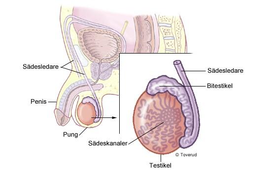 viktigaste hormonet är testosteron, som behövs för produktionen av spermier. I puberteten ökar produktionen av testosteron. Det är nödvändigt för utvecklingen av mannens könsorgan.