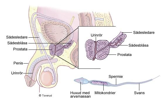 Från varje bitestikel utgår en sädesledare som är ungefär en halv meter lång. Den passerar in i prostata och mynnar i urinröret.