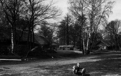 6 Estlandssvensk Runö Denna gång presenterar vi Runö, den del av de estlandssvenska områdena som låg längst bort.