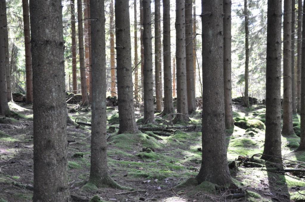 Perstorp Spjutseröd 6:9 del av Skogsmark 21,8 ha skogsmark enligt bilagd skogsbruksplan av Södra från år 16, uppräknad med ett års tillväxt.