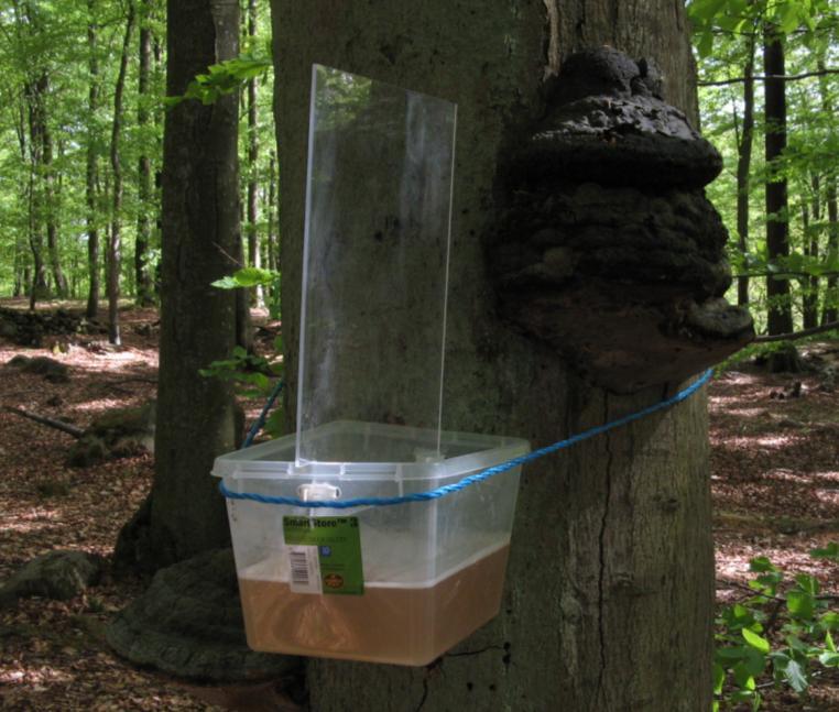 Figur 2. En monterad fönsterfälla (F6) på högstubbe av bok i Klöva hallar. Foto: Johan Dahlberg, 2009. Figur 3.