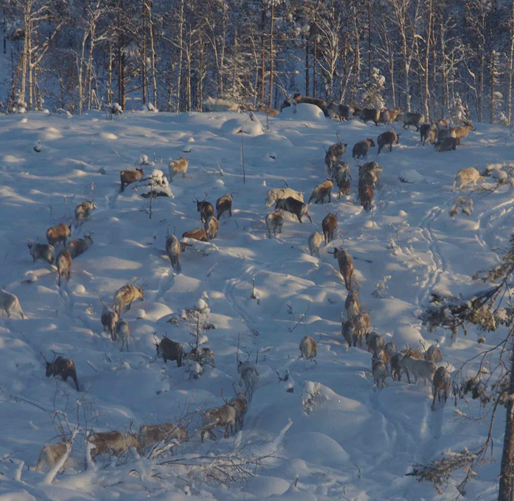 Sveriges lantbruksuniversitet Swedish University of Agricultural Sciences Viltskadecenter vid Grimsö forskningsstation Viltskadecenter är ett nationellt kunskaps- och servicecenter för myndigheter,