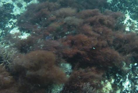 Delområdet bedöms hysa höga naturvärden och representerar ett i Östersjön rödlistat habitat.