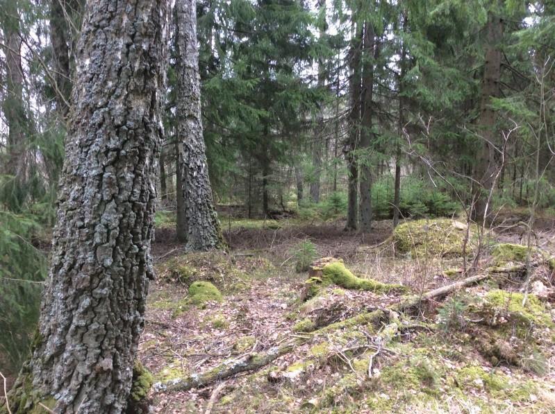 9. Naturvärdesobjekt 9 Klass 4 Visst Skog och träd Barrskog Visst biotopvärde Obetydligt Området bedöms ha ett visst biotopvärde, kopplat till äldre lövträd samt variationen i skogens slutenhet.