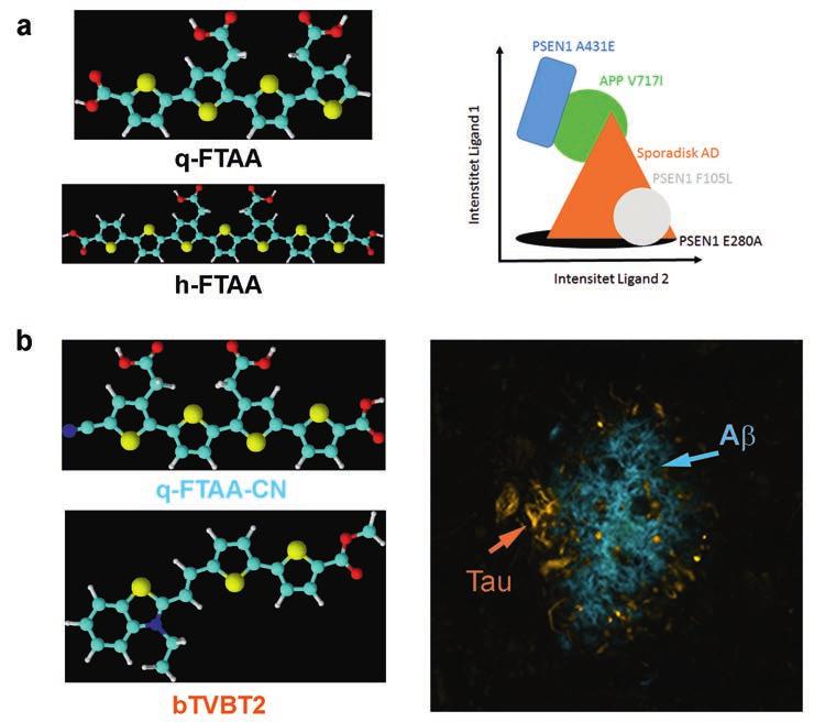 Alzheimers Grundforskning FIGUR 1A) MOLEKYLSTRUKTURER AV OLIGOTIOFENERNA LIGAND 1 (QFTAA) OCH LIGAND 2 (HFTAA).