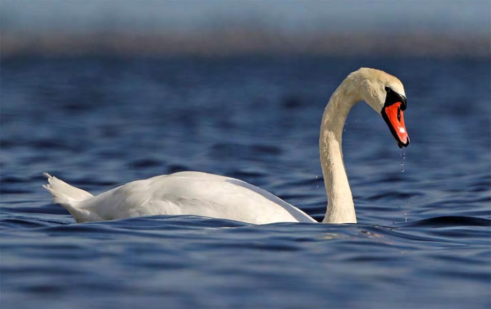 Knölsvan Cygnus olor 46 par Foto: Mattias Ullman Antalet par ökade i år från 33 till 46 par, men det är fortfarande en bra bit kvar till de goda åren i slutet på 1990-talet.