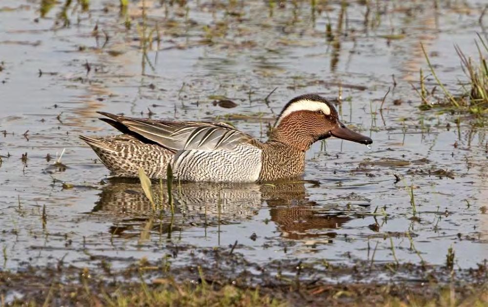 Årta Anas querqedula 2 par Foto: Mattias Ullman Efter att ha uteblivit helt bedömdes i år två par häcka, ett vid Vellinge ängar och ett vid Gessie ängar.