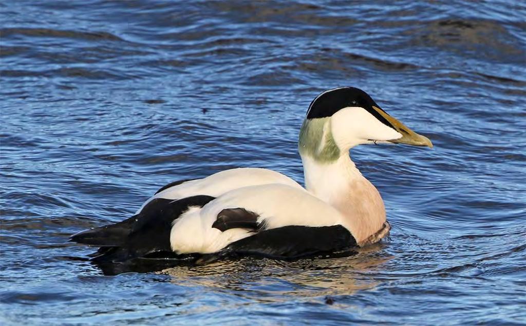 Ejder Somateria mollissima 155 par Foto: Mattias Ullman En liten marginell minskning jämfört med.