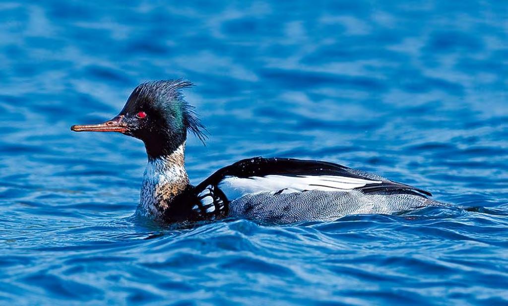 Småskrake Mergus serrator 19 par Foto: Magnus Ullman På den viktigaste lokalen, Näsholmarna (Lilla Hammars näs) halverades beståendet i år jämfört med föregående år och det resulterade totalt också i