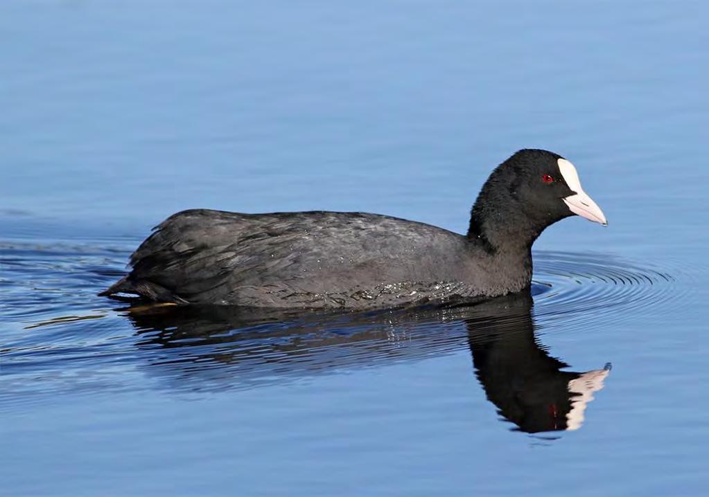 Sothöna Fulica atra 39 par Foto: Mattias Ullman Minskade med åtta par från föregående år, men 39 par är ändå högt i ett längre perspektiv.