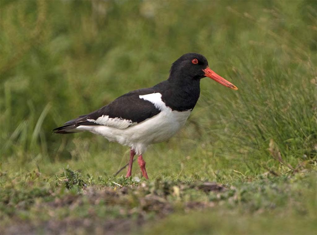 Strandskata Haematopus ostralegus 94 par Foto: Mattias Ullman Jämfört med föregående år ökade arten 7 % och den noterades i år på alla lokaler utom Skanörs revlar och Inre Höllviken.