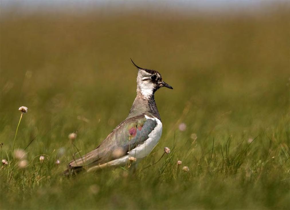 Tofsvipa Vanellus vanellus 152 par Foto: Mattias Ullman Ökade marginellt jämfört med och årets siffra är faktiskt den högsta sedan. Har ökat lite både kring Foteviken och på Falsterbohalvön.