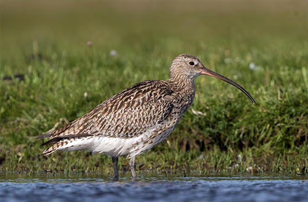 Storspov Numenius arquata 1 par Foto: Mattias Ullman Tillbaka på listan igen, med ett par noterat vid Inre Foteviken, efter att ha uteblivit tre år i följd!