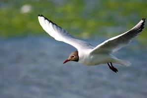 Skrattmås Larus ridibundus 59 par Foto: Per-Göran Bentz Antalet par har varierat mycket kraftigt sedan inventeringen startade.